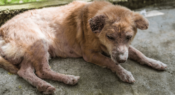 Dermatite chez le chien : contagieuse ou non, comment s’y retrouver ?