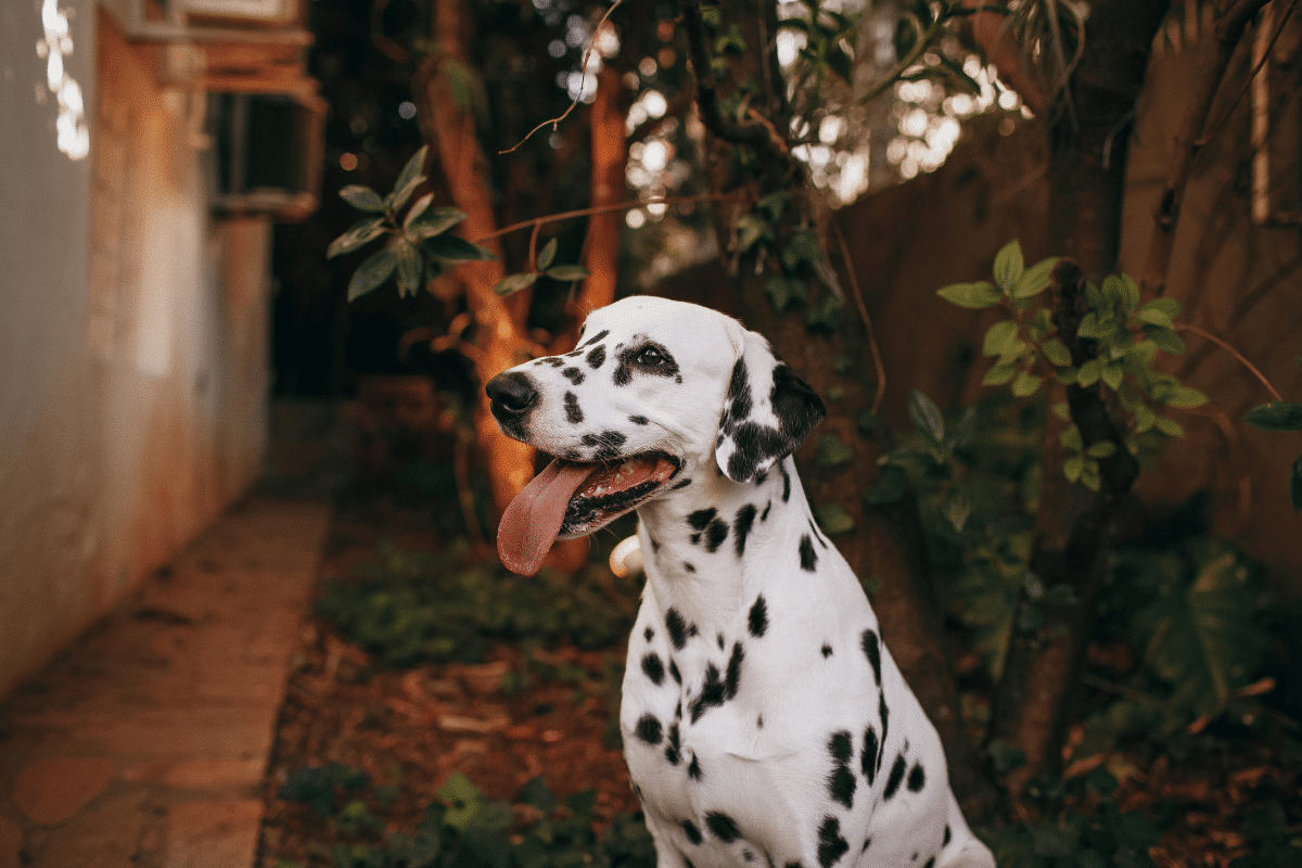 différence selon la race