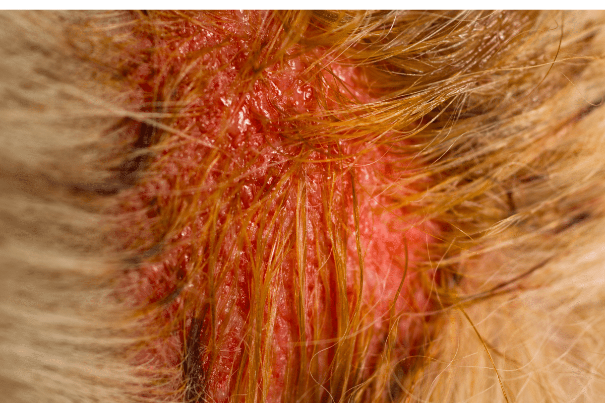 hot spot chez le chien