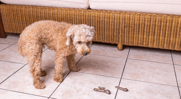 Jusqu’à quel âge un chiot mange ses crottes ? Comprendre la coprophagie chez les jeunes chiens