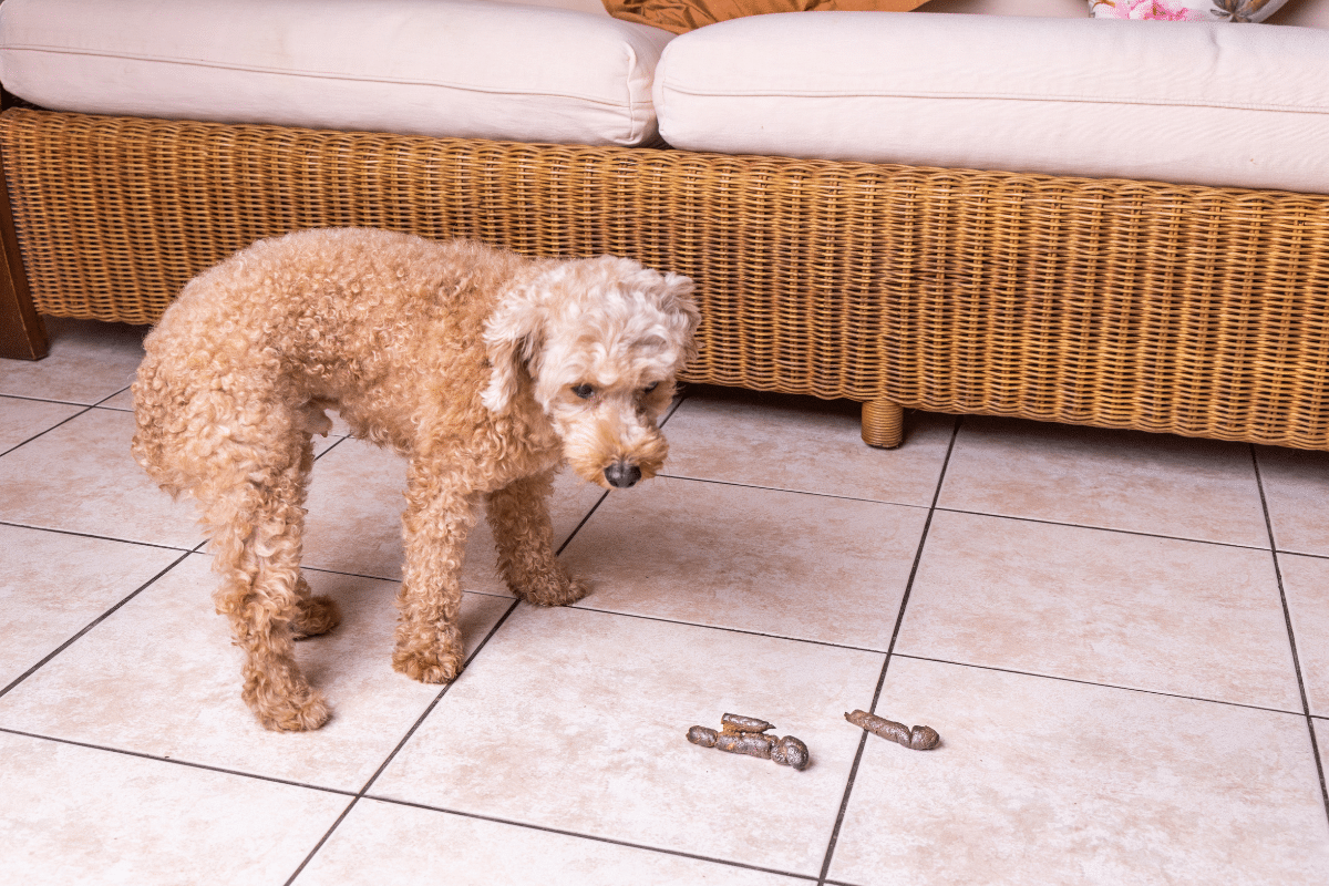 Jusqu’à quel âge un chiot mange ses crottes ? Comprendre la coprophagie chez les jeunes chiens