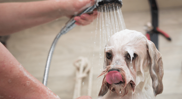 Tout savoir sur le lavage du chien : conseils pratiques et bonnes habitudes