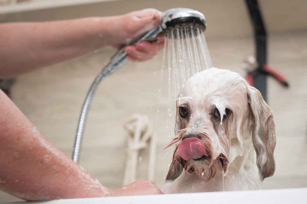 Tout savoir sur le lavage du chien : conseils pratiques et bonnes habitudes