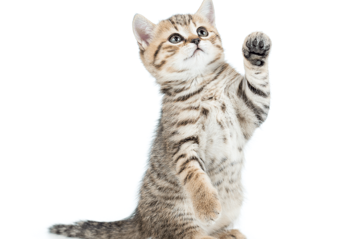 Conseils vétérinaires pour affiner le calcul de l’âge du chat