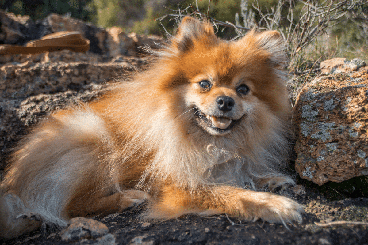 le chien entrain de toucher
