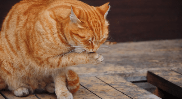 Mon chat boite mais pose la patte : comprendre les causes et réagir