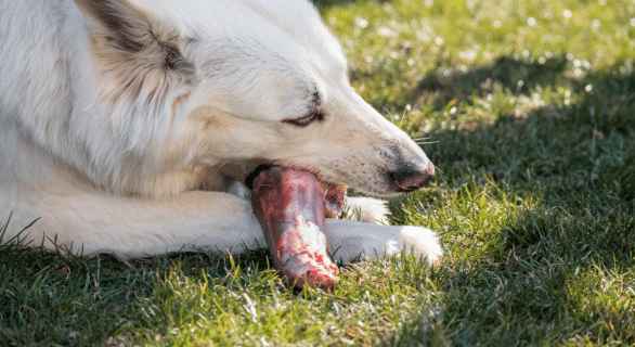 Mon chien a mangé un os cuit que faire : conseils et réflexes essentiels