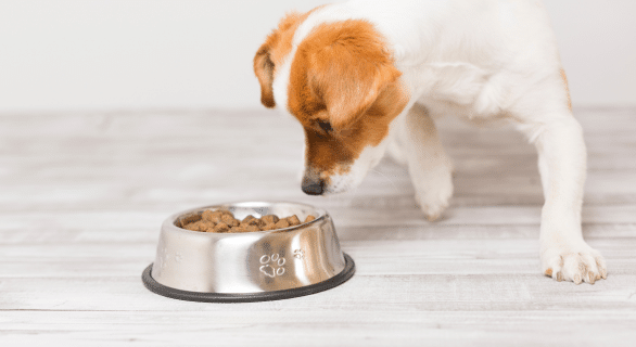 Mon chien fait des caprices pour manger : comprendre et agir au quotidien