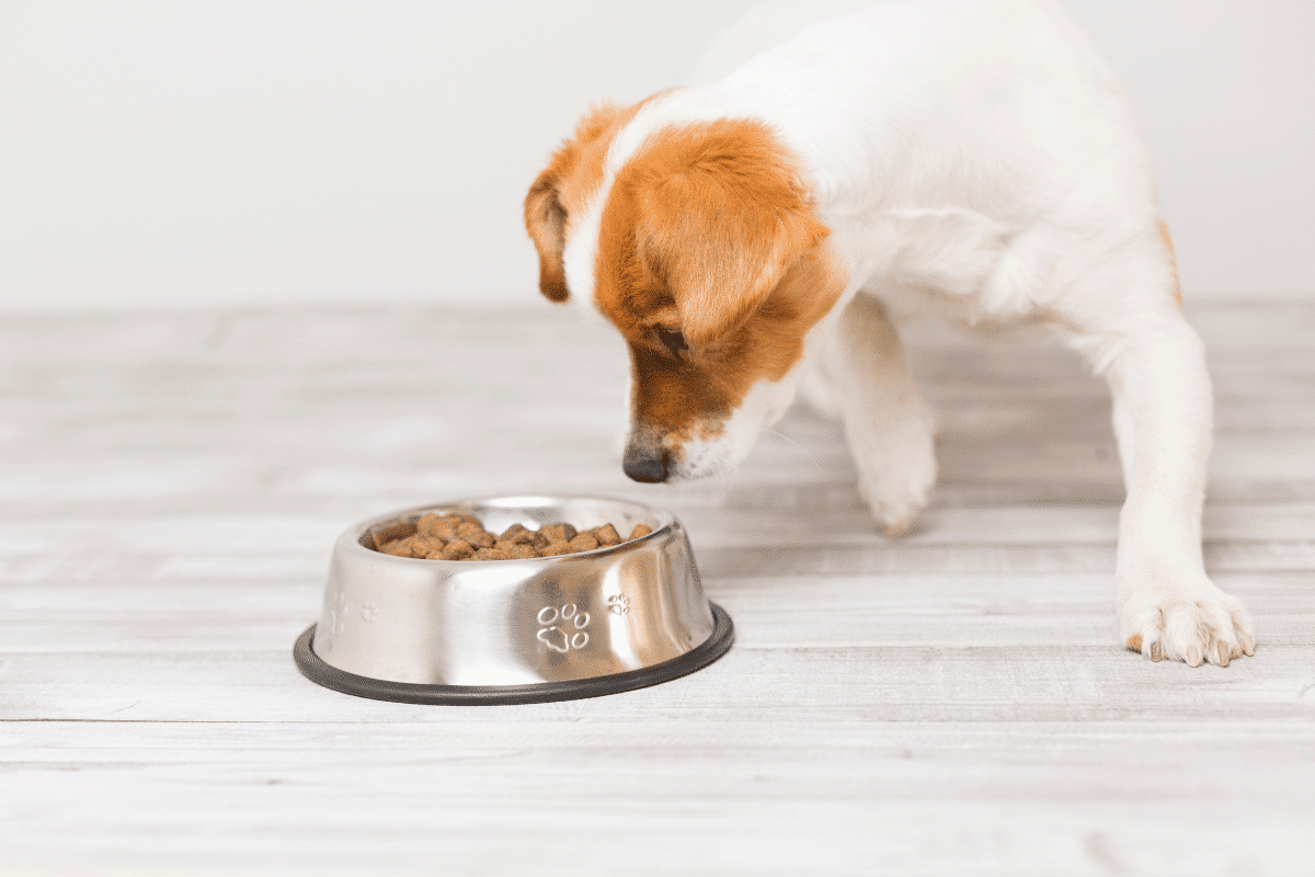 Mon chien fait des caprices pour manger : comprendre et agir au quotidien