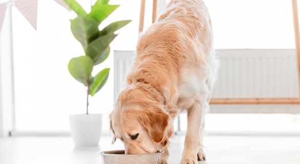 Navet et chien : tout savoir sur ce légume dans l’alimentation canine