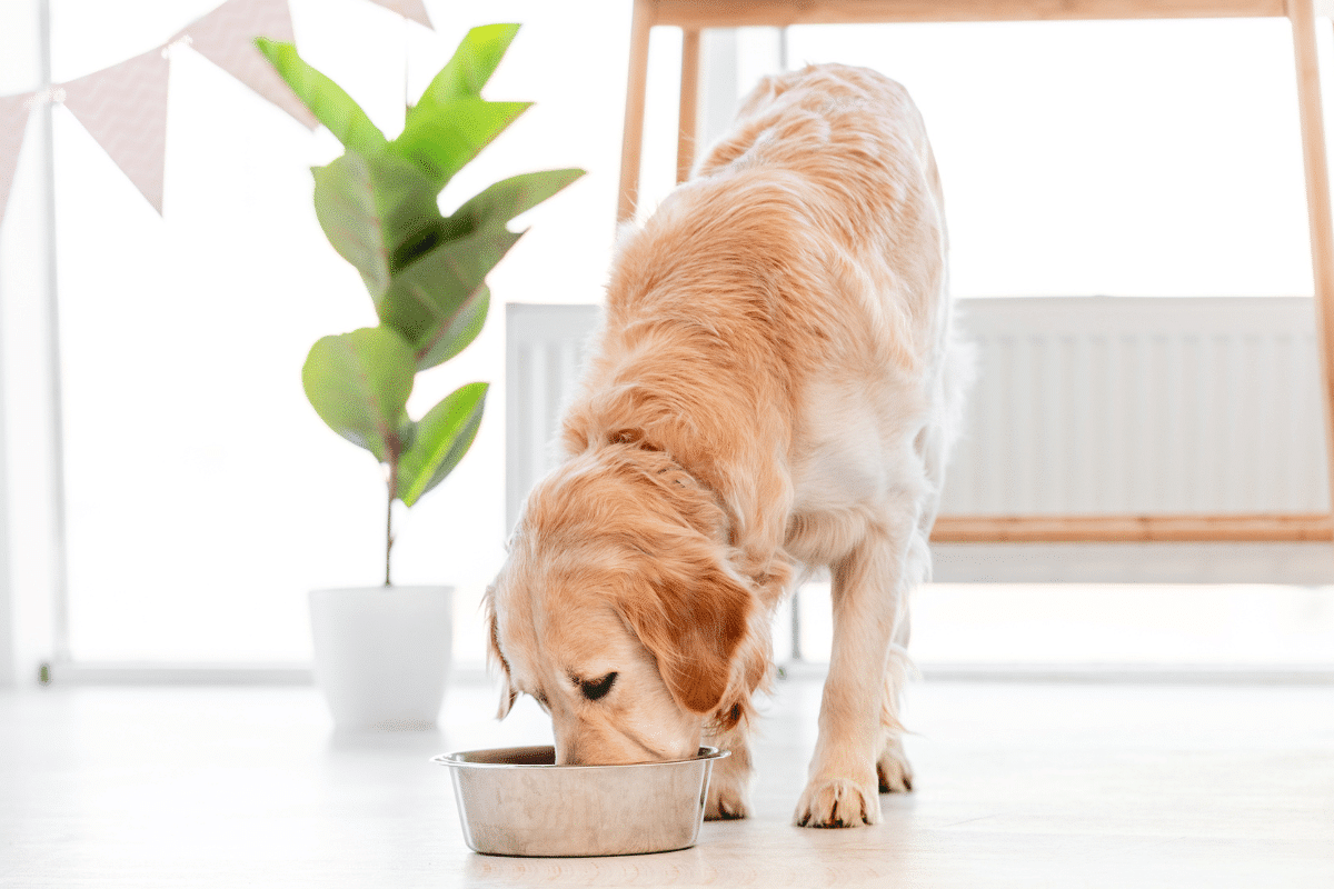 Navet et chien : tout savoir sur ce légume dans l’alimentation canine