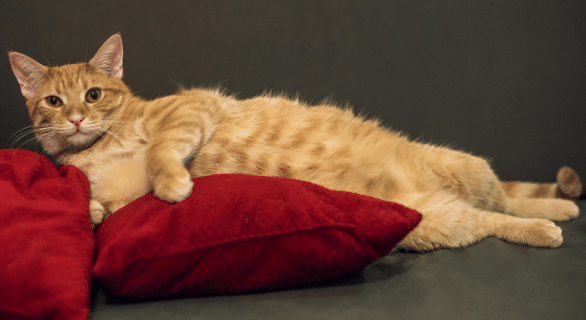 Nombril du chat : tout comprendre sur ce petit détail fascinant