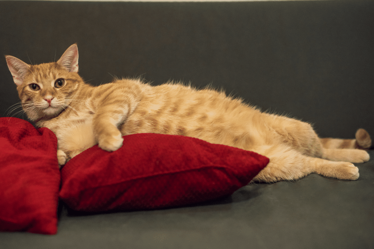 Nombril du chat : tout comprendre sur ce petit détail fascinant