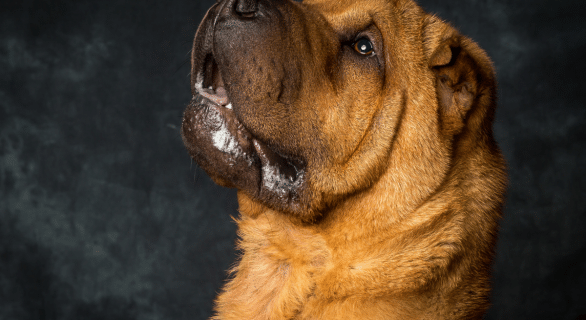 Œdème de Quincke chez le chien : des pistes naturelles pour soulager et réagir vite