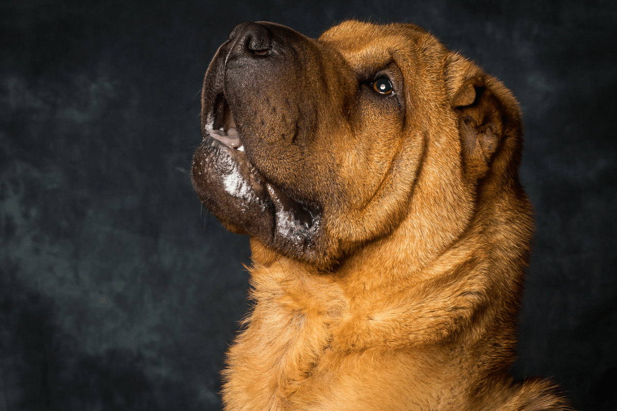 Œdème de Quincke chez le chien : des pistes naturelles pour soulager et réagir vite