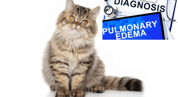 Oedème pulmonaire chez le chat : comprendre, reconnaître et agir