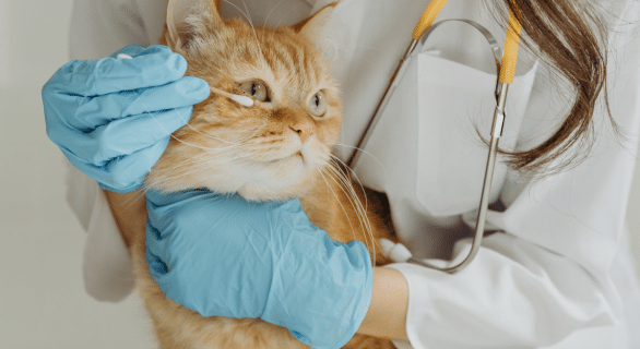 Œil du chat qui coule