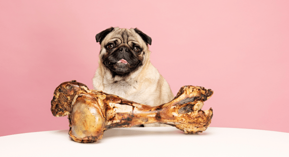 Os à mâcher pour chien : comprendre les dangers et adopter des solutions sûres