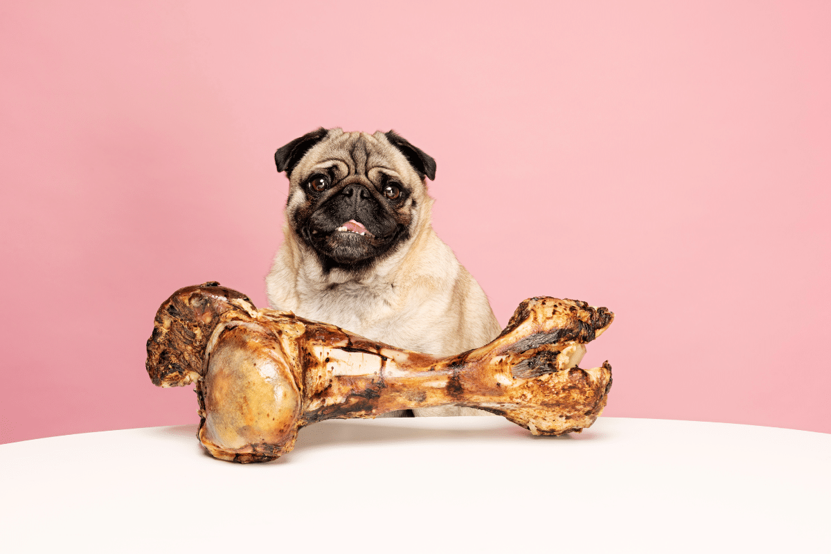 Os à mâcher pour chien : comprendre les dangers et adopter des solutions sûres