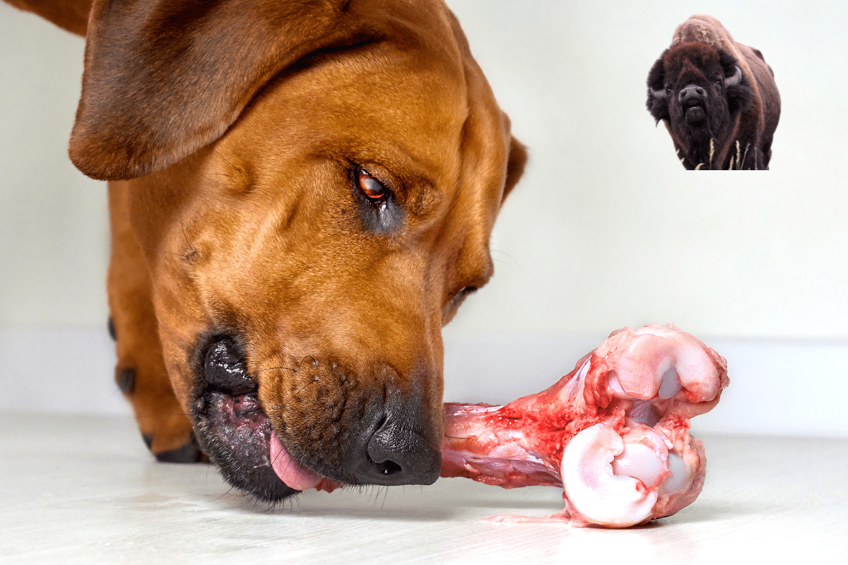 os en peau de buffle