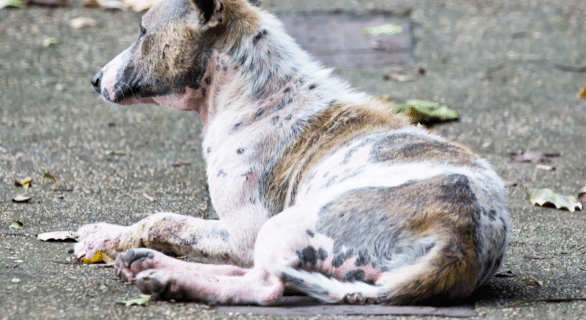 Piroplasmose chez le chien : combien de temps la maladie évolue-t-elle ?