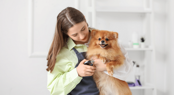 Quel est le prix pour faire couper les griffes de son chien chez le vétérinaire ?