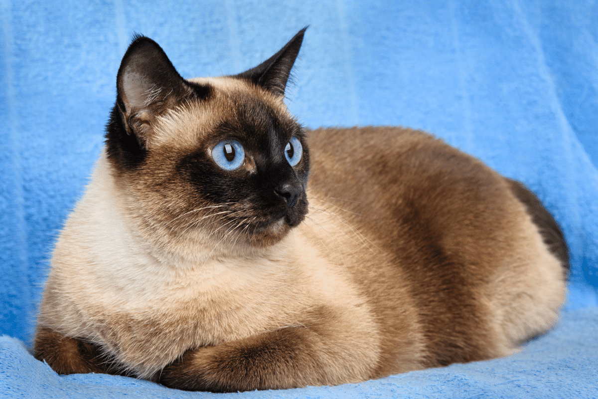 race à pelage bleu-gris