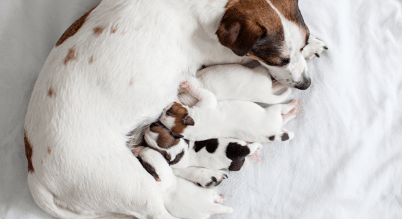 Tout comprendre sur la reproduction du chien : parcours, étapes et conseils