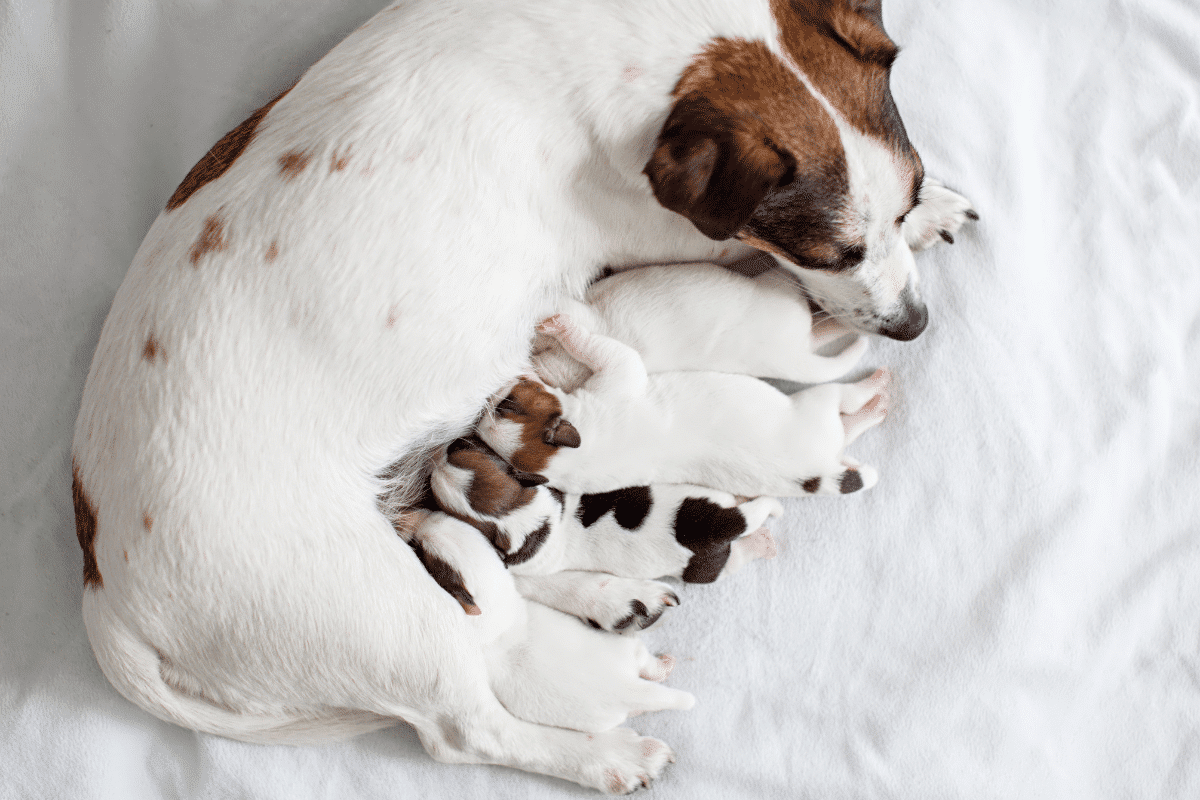 Tout comprendre sur la reproduction du chien : parcours, étapes et conseils