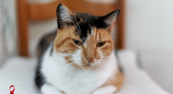 Sida du chat : comprendre le fiv et protéger son compagnon félin