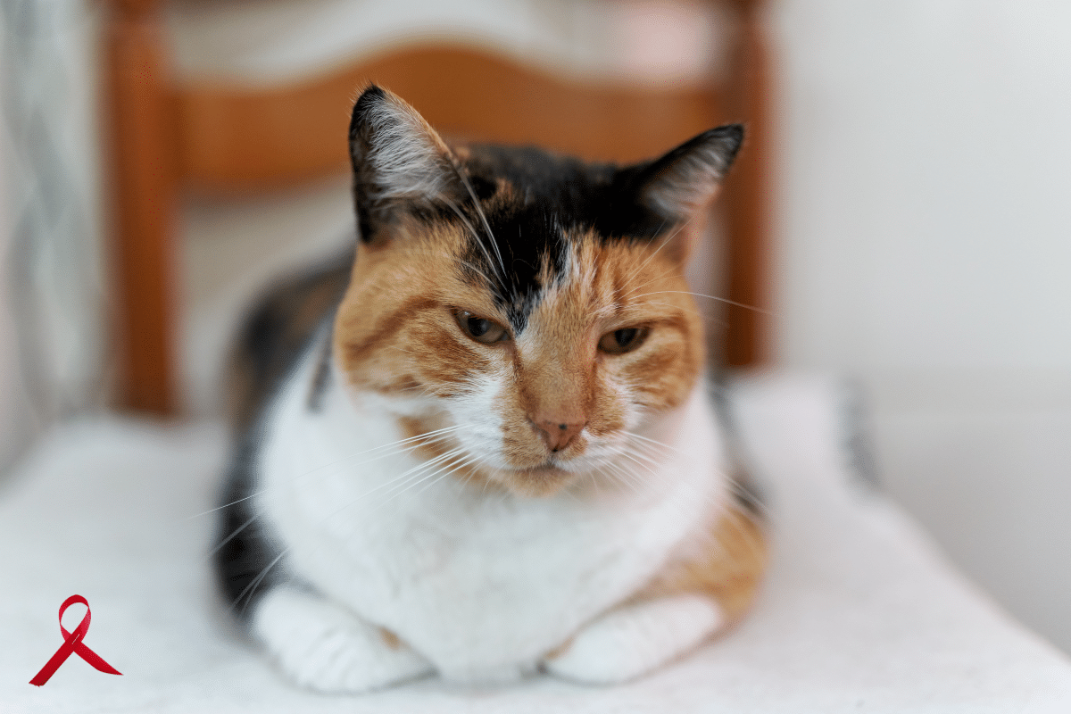 Sida du chat : comprendre le fiv et protéger son compagnon félin