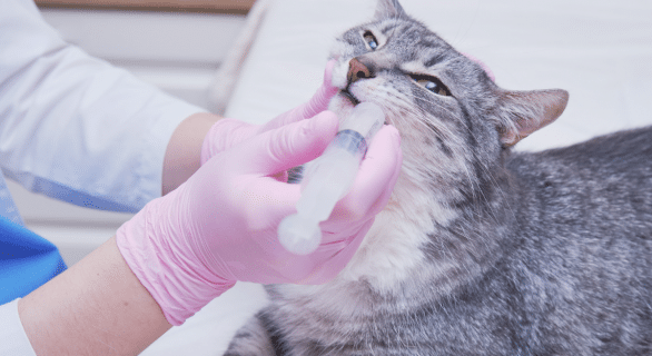 Stomatite chez le chat : comprendre, reconnaître et agir pour soulager votre compagnon