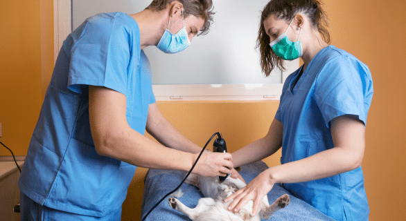 Tondre son chien : astuces pour un toilettage efficace et serein à la maison