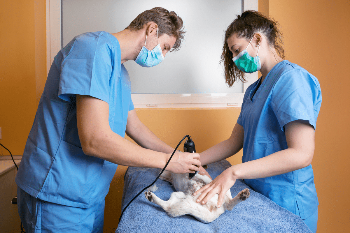 Tondre son chien : astuces pour un toilettage efficace et serein à la maison