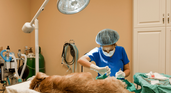 Tumeur mammaire chez le chien : comprendre, détecter et agir