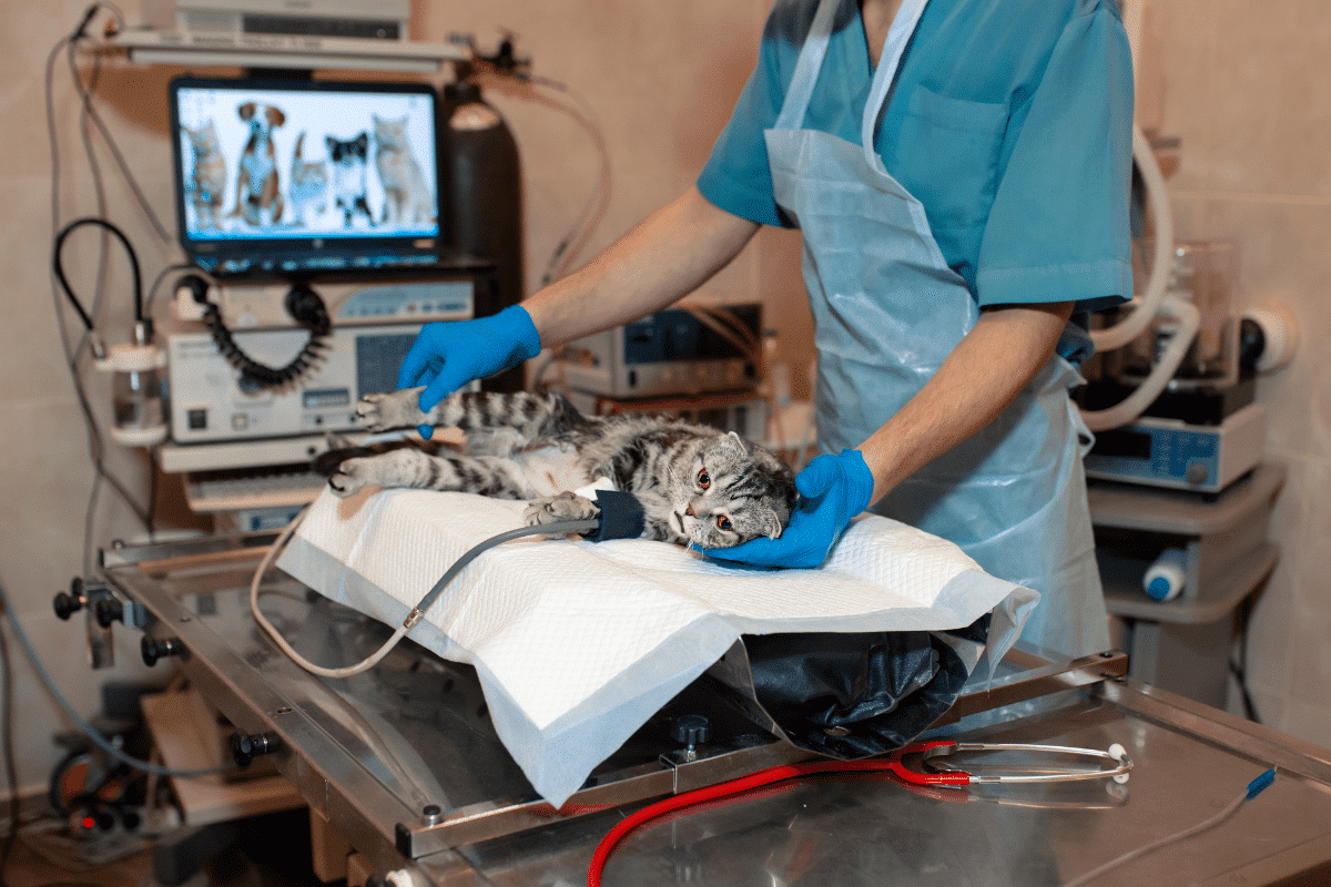 un suivi veterinaire d'un chat atteint de l'asthme