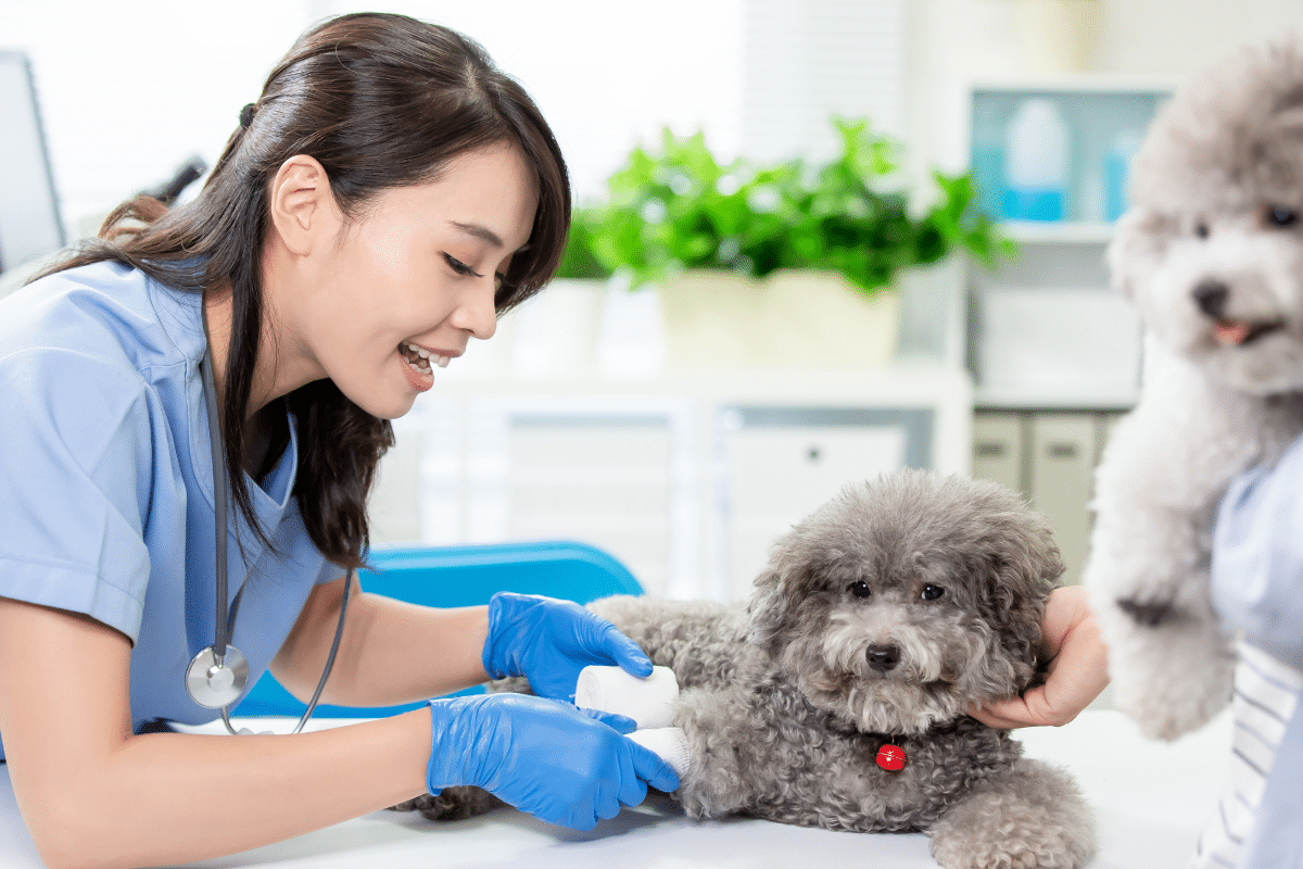 une consultation vétérinaire