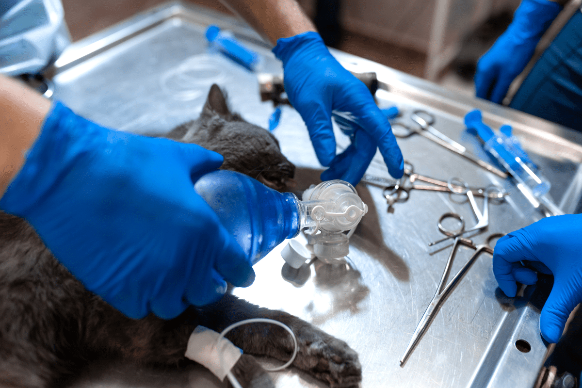 Ablation complète des deux ovaires d'une chatte