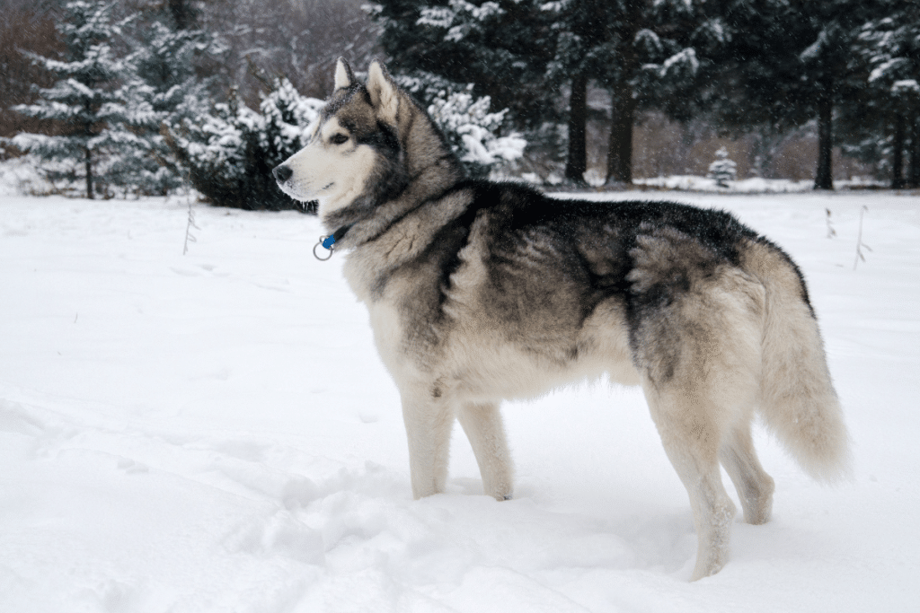 Adoption de utonagan