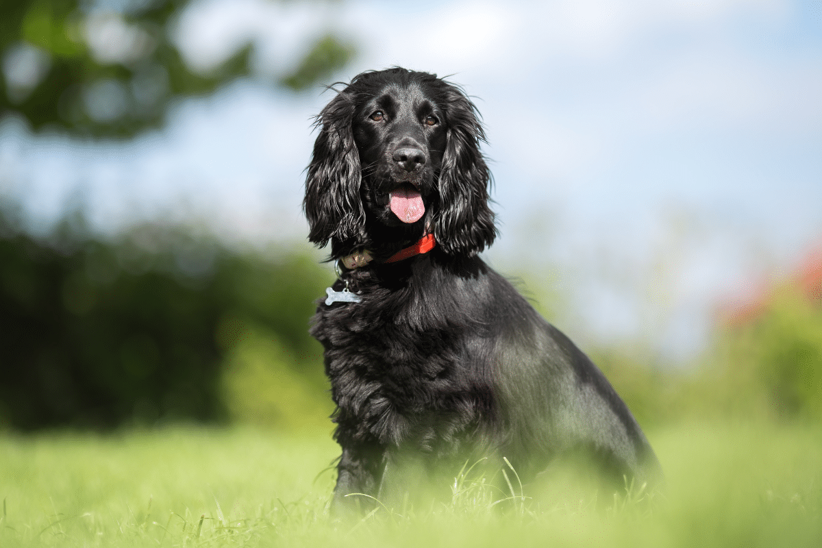 Caractère et tempérament du cocker noir