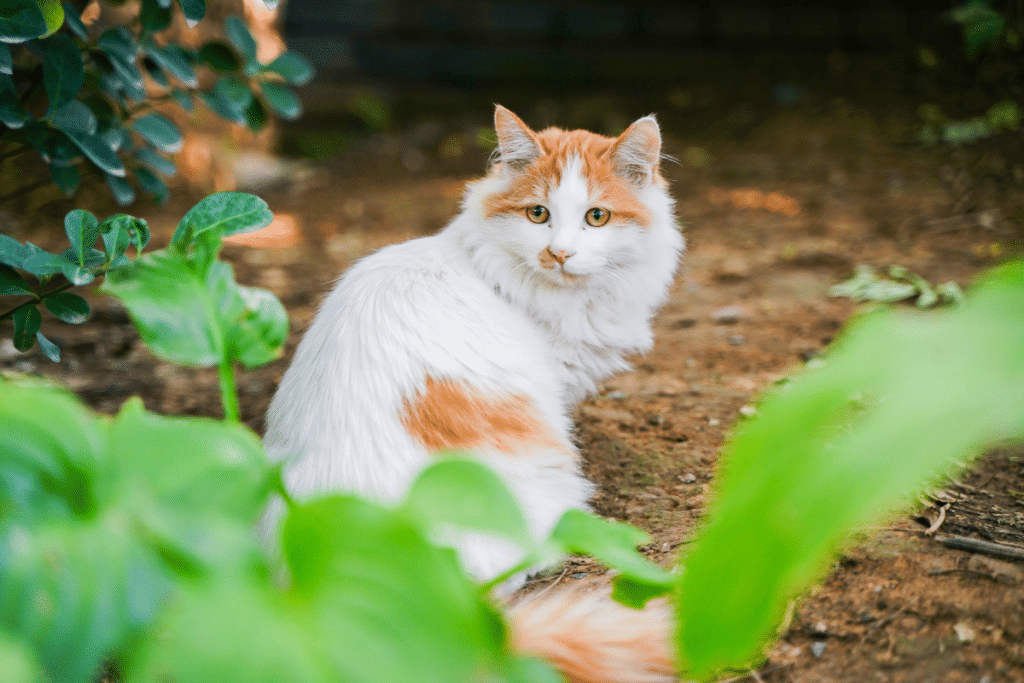 Garder un chat errant