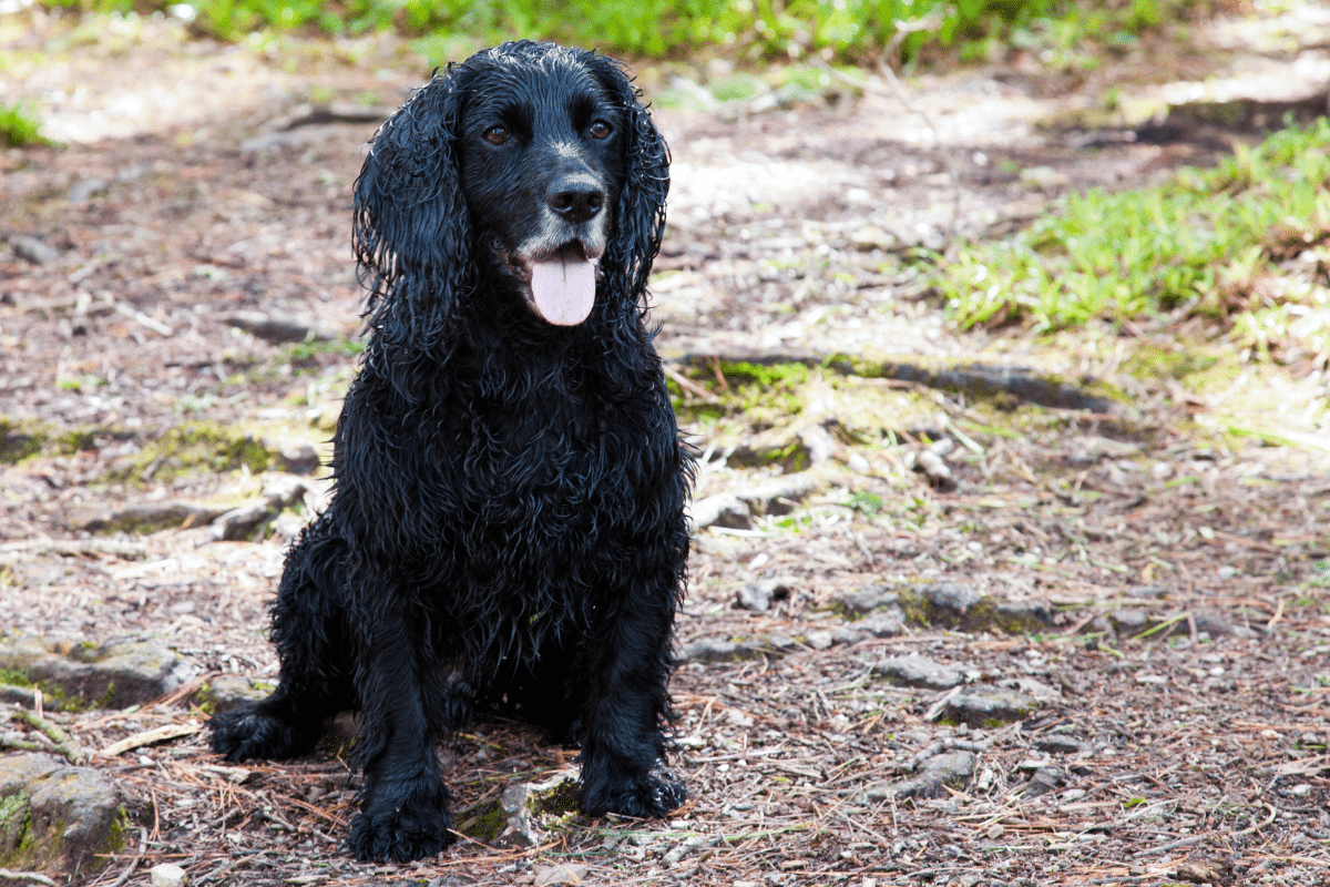 Le cocker noir compagnon polyvalent
