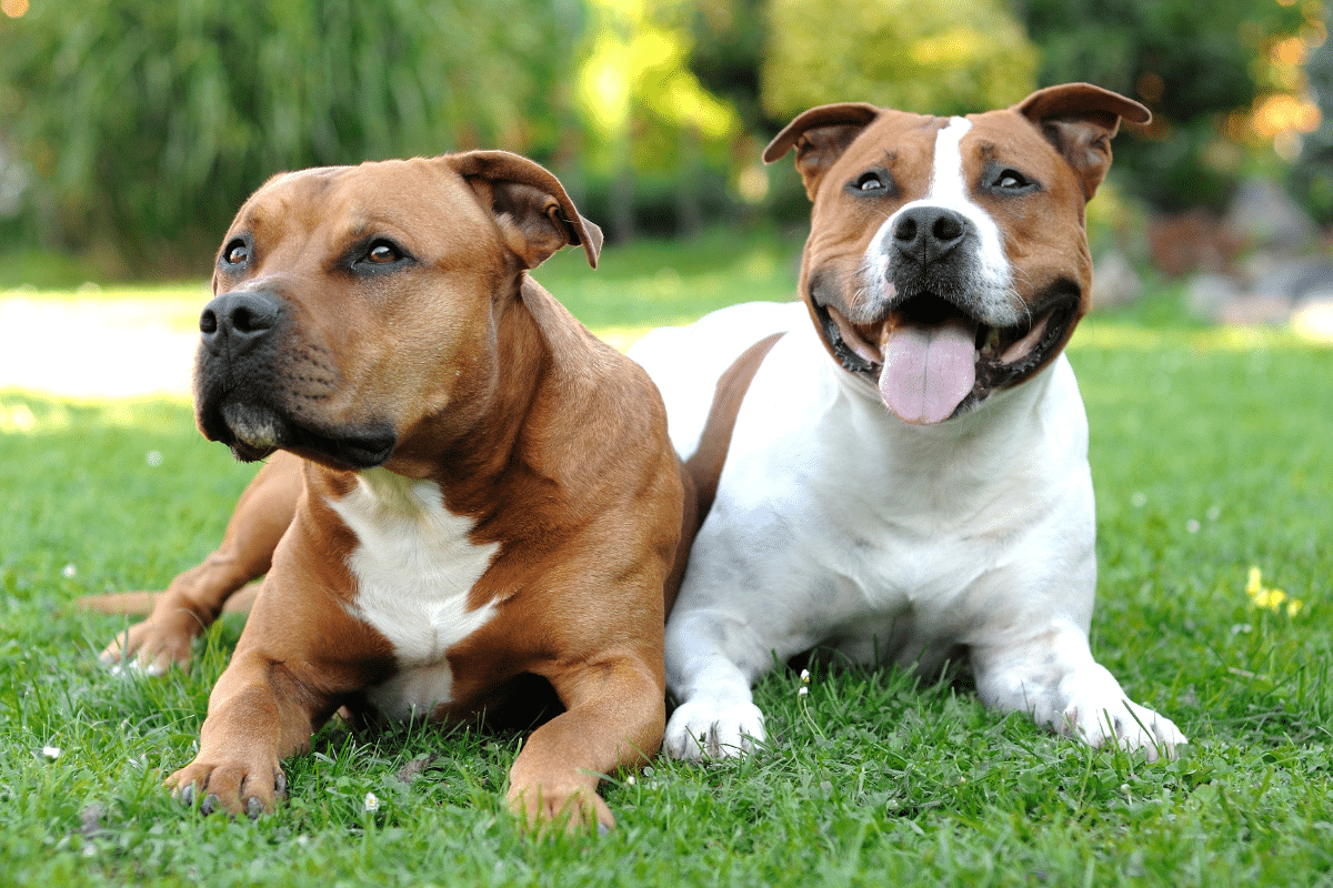 Le staffordshire bull terrier