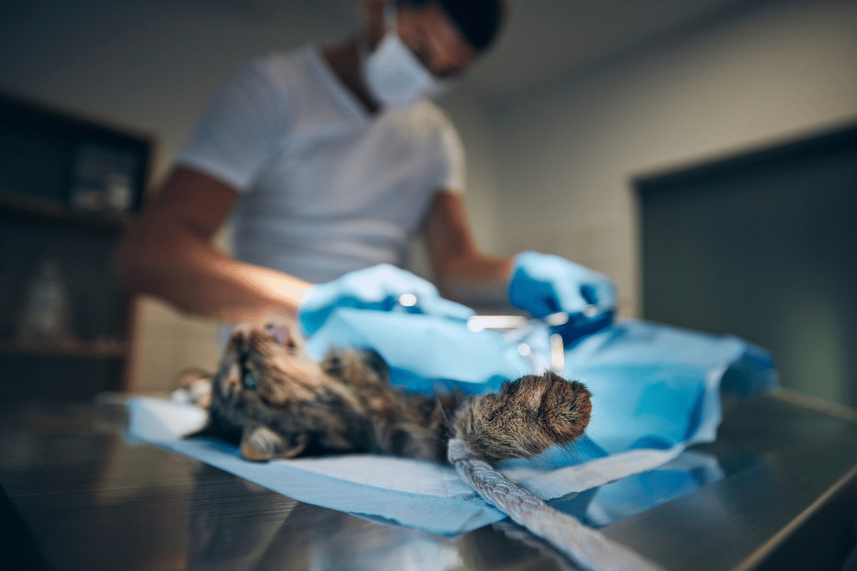 Prise en charge et traitement de la pancréatite féline