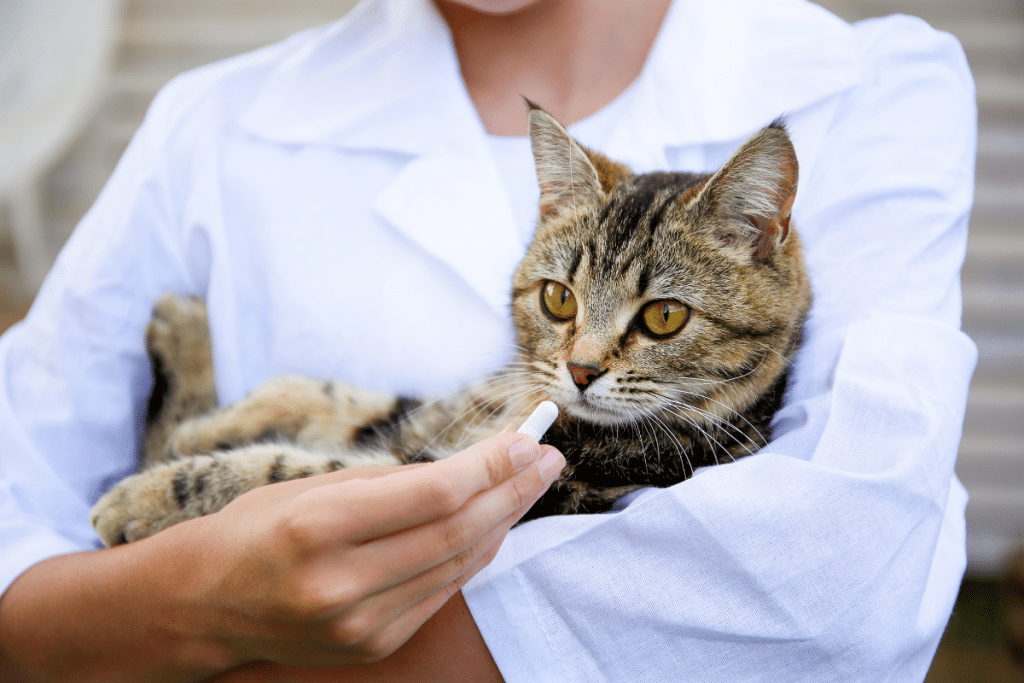  la meilleure technique pour donner un comprimé à un chat qui refuse de manger ?