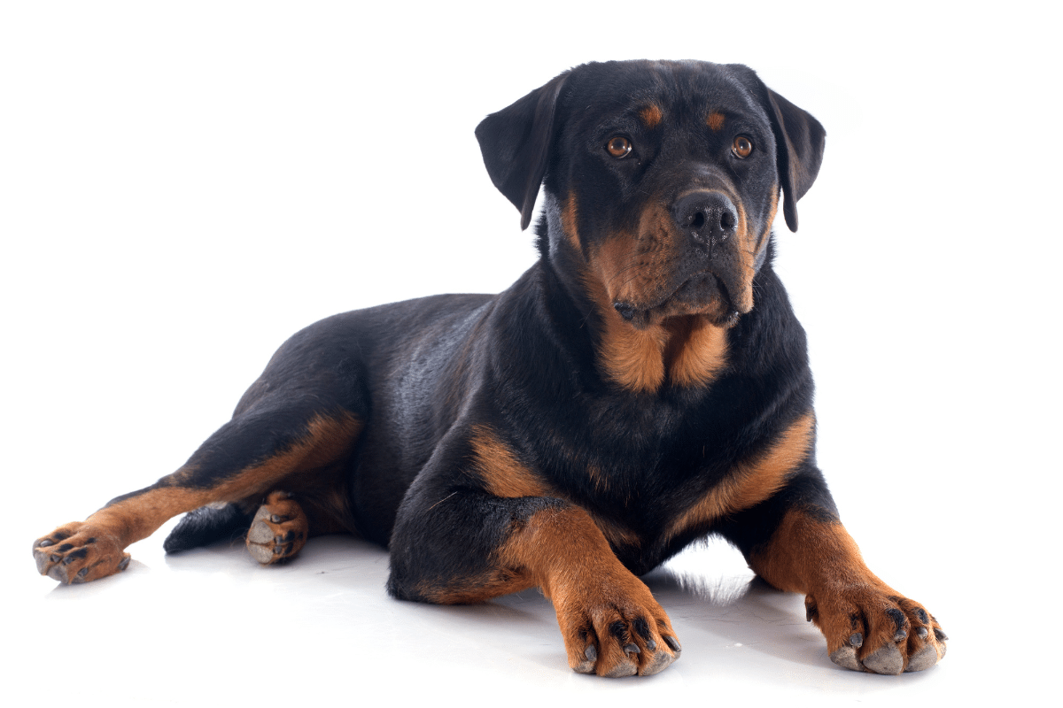 rottweiler royal
