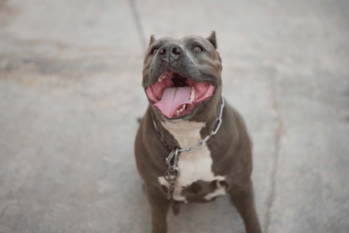 Sports et activités adaptées au red nose pitbull