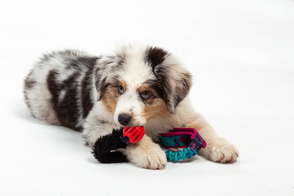 Taille, morphologie et standards du berger australien bleu merle
