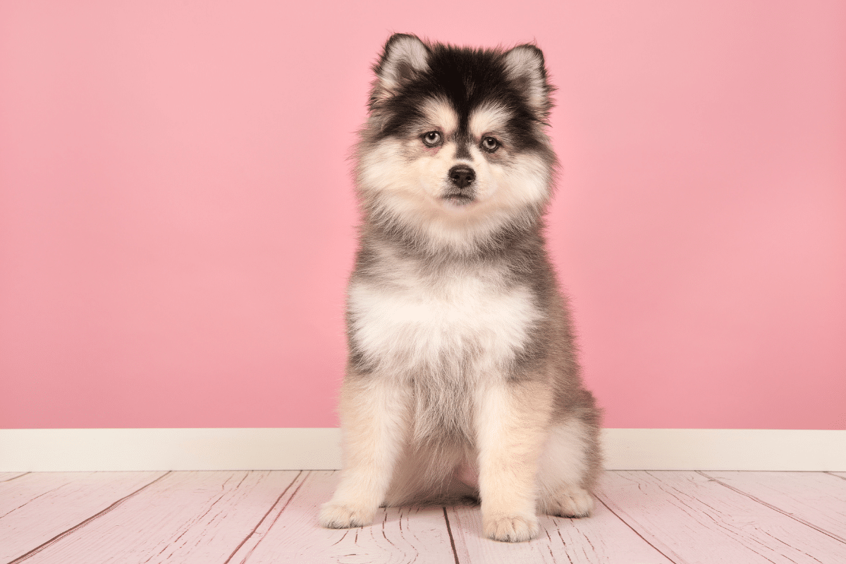 Tempérament et besoins du pomsky petit chien