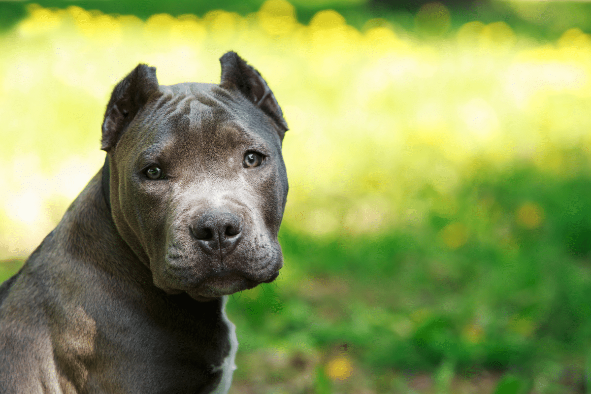 Tempérament et mode de vie du staffie bleu